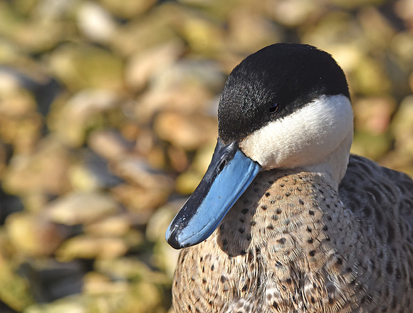Puna teal