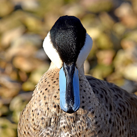 Puna teal