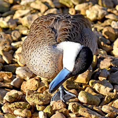 Puna teal