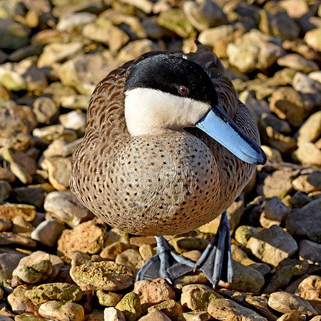 Puna teal