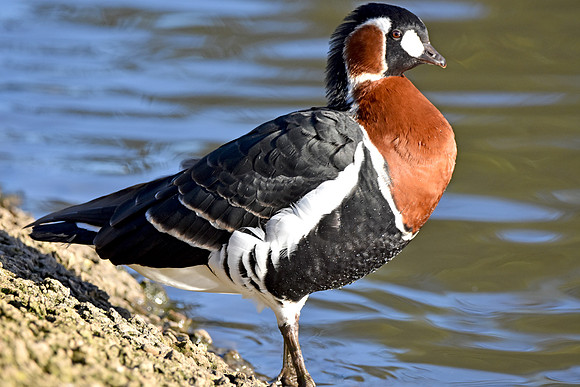 Red breasted goose