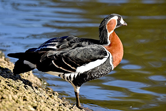 Red breasted goose
