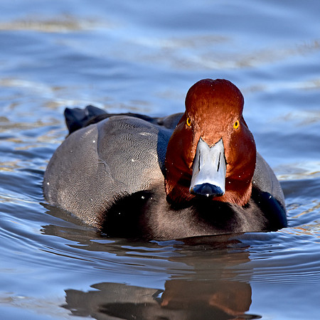 Redhead
