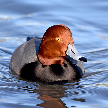 Redhead