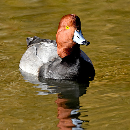 Redhead
