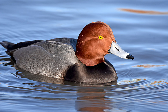 Redhead