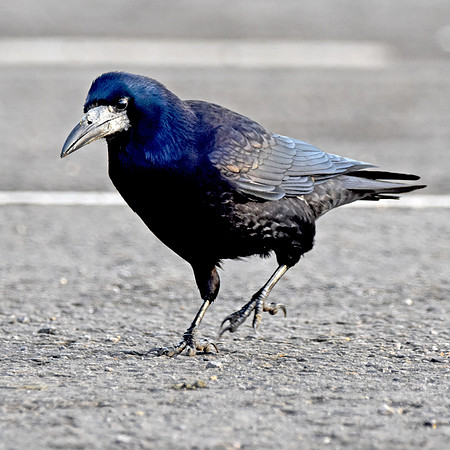 Rook