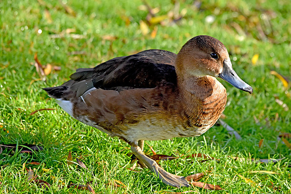Rosybill pochard female
