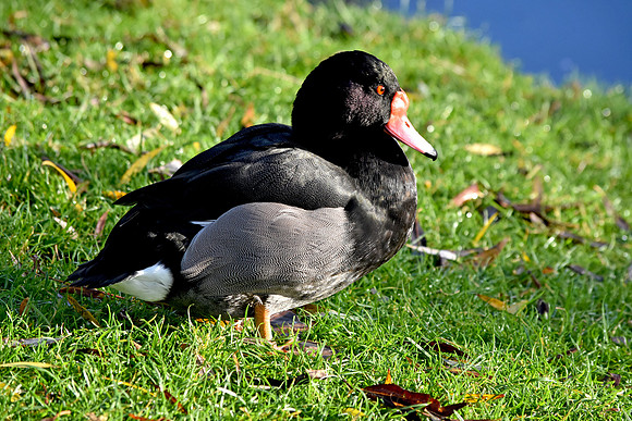 Rosybill pochard