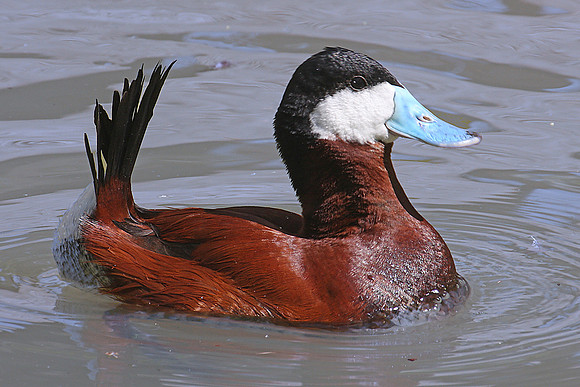 Ruddy duck, male