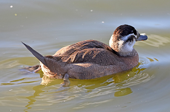 Ruddy duck, female