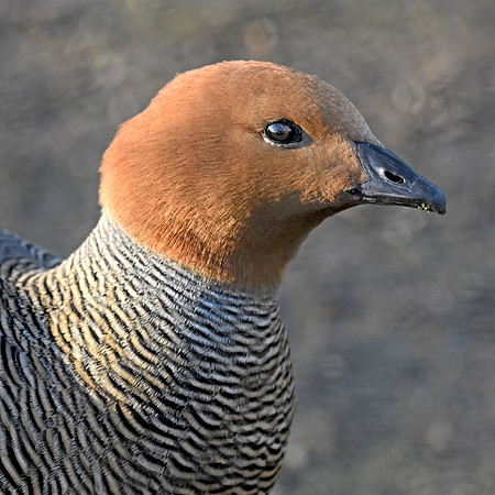 Ruddy headed goose