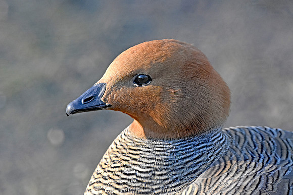 Ruddy headed goose