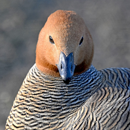 Ruddy headed goose