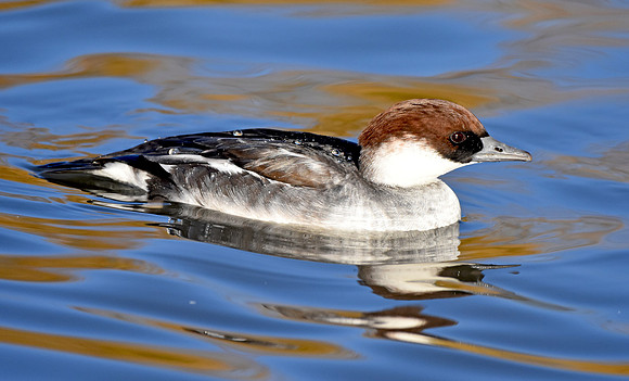 Smew, female