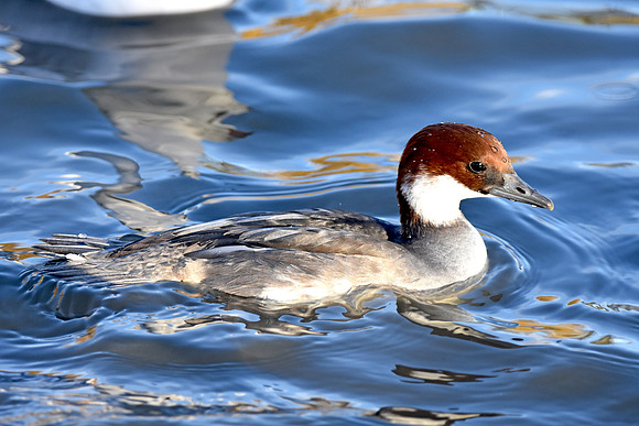 Smew, female