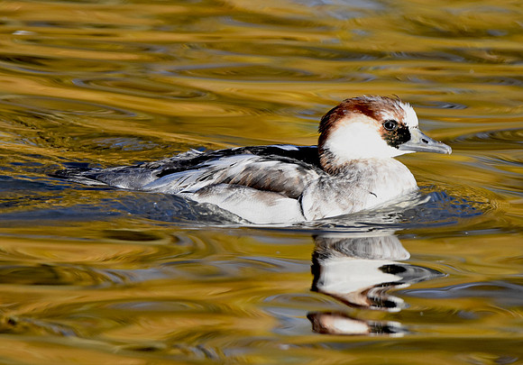 Smew, female