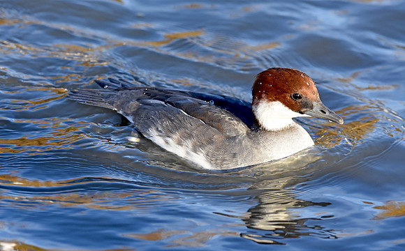 Smew, female
