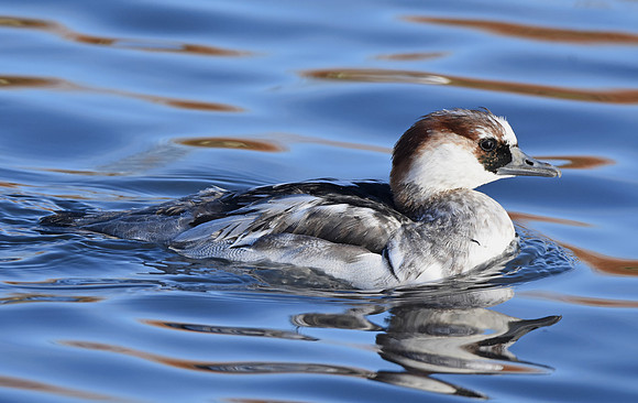 Smew, female