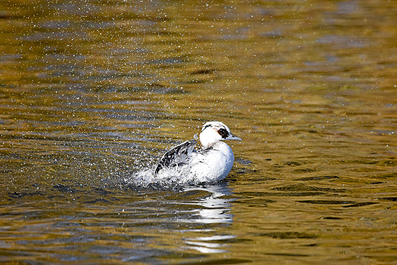 Smew, male