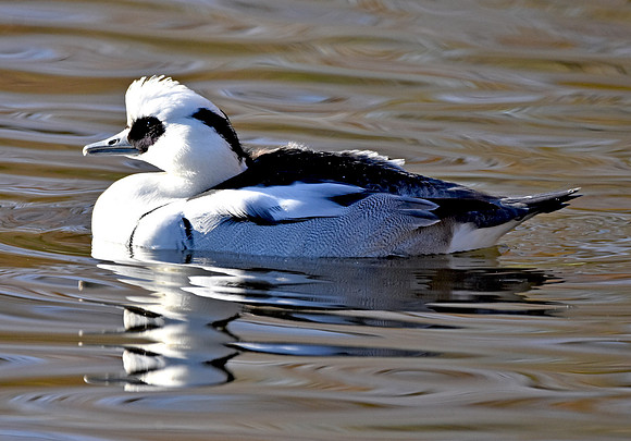 Smew, male