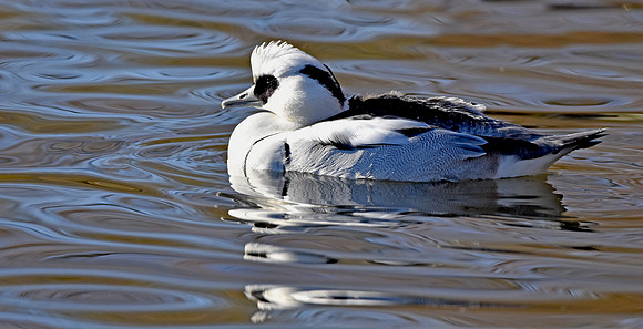 Smew, male