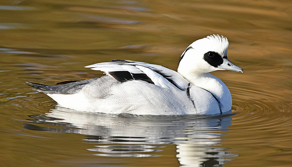 Smew, male