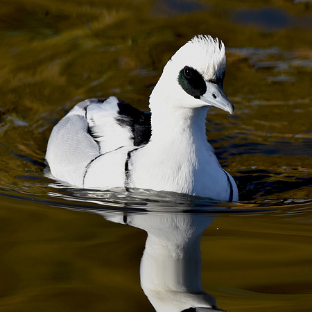 Smew, male