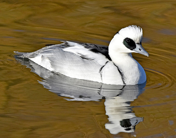 Smew, male