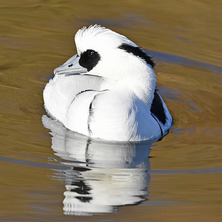 Smew, male