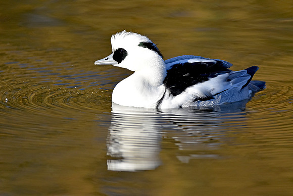 Smew, male