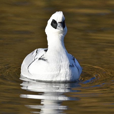 Smew, male