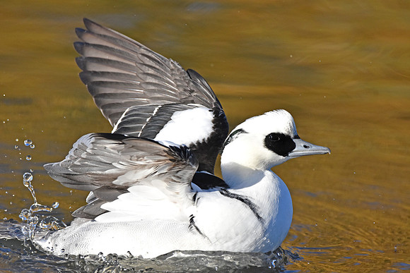 Smew, male
