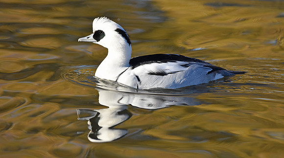 Smew, male