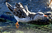 Spotted redshank