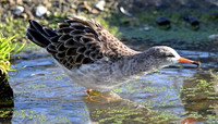 Spotted redshank