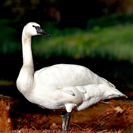 Trumpeter swan