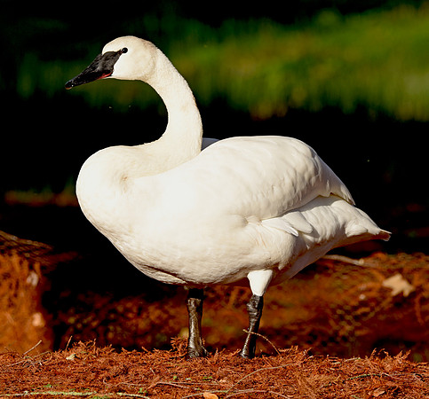 Trumpeter swan