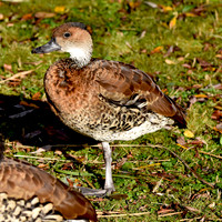 West Indian whistling duck