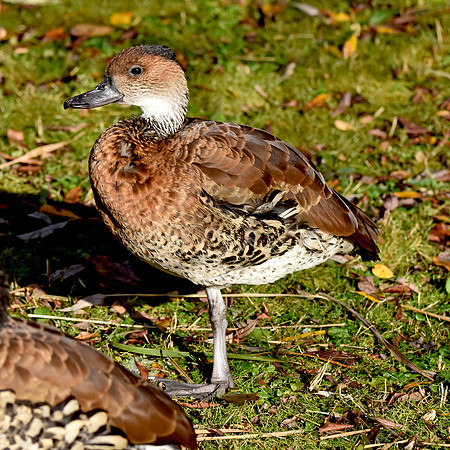 West Indian whistling duck