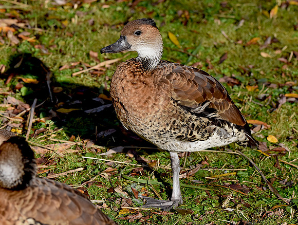 West Indian whistling duck