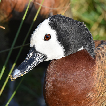 White faced whistling duck