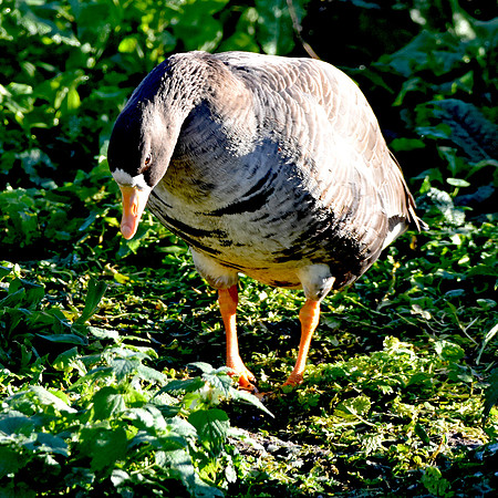White fronted goose