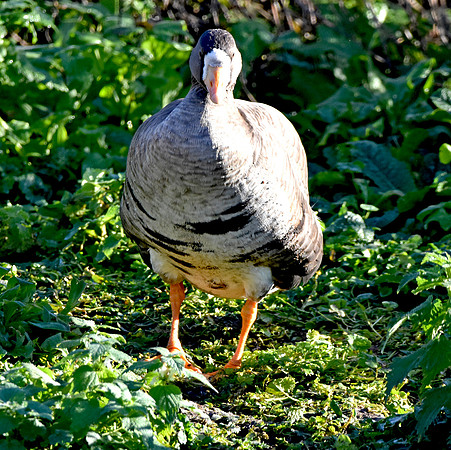 White fronted goose