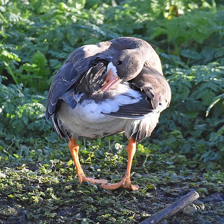 White fronted goose