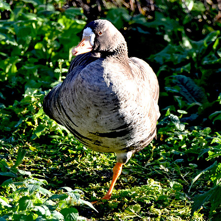 White fronted goose