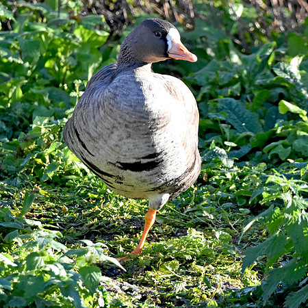 White fronted goose