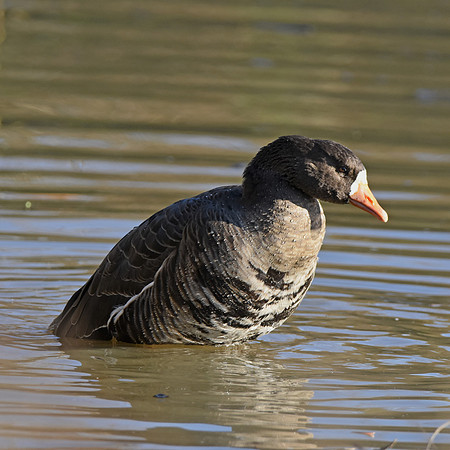 White fronted goose