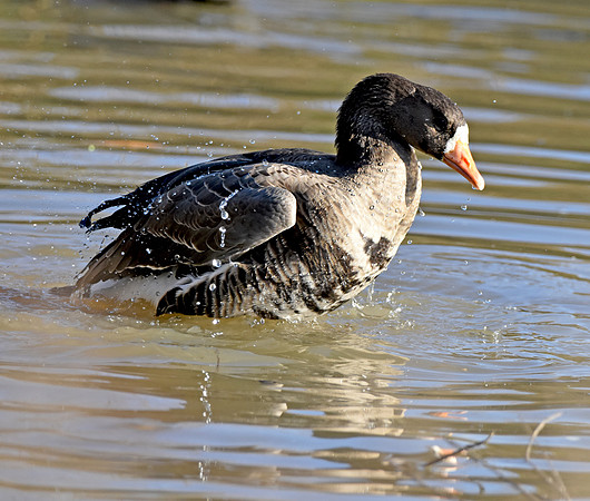 White fronted goose