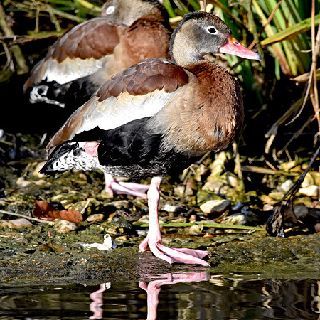 Black bellied whistling duck